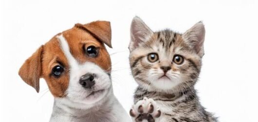 O que é um Bebedouro para Pets e Sua Importância